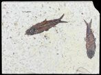 Two Knightia Fossil Fish - Wyoming #60803-1